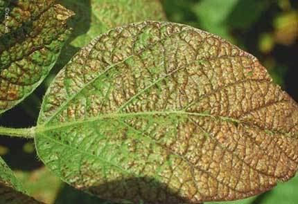 Cercospora Soybean Research amp Information Initiative Cercospora Leaf Blight