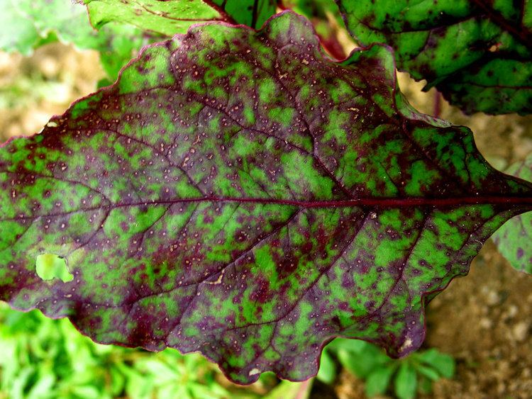 Cercospora Cercospora leaf spot on beets and Swiss chard