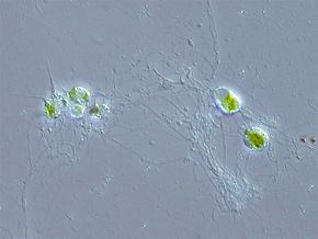 Cercozoa Cercozoa Wikipdia