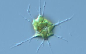 Cercozoa Cercozoa Sar Tree of Life NCMA Culturing Diversity