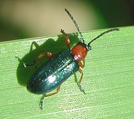 Cereal leaf beetle North Dakota Smallgrain Insects Cereal Leaf Beetle Oulema melanopus