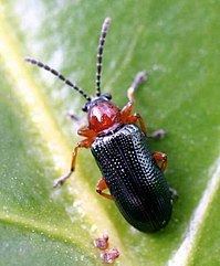 Cereal leaf beetle httpsuploadwikimediaorgwikipediacommonsthu