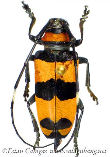 Cereopsius SALAGUBANG Philippine Beetles