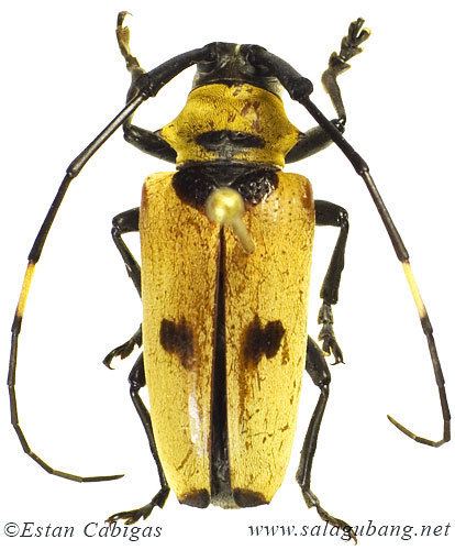 Cereopsius SALAGUBANG Philippine Beetles