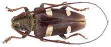 Cereopsius sexmaculatus httpsuploadwikimediaorgwikipediacommonsthu