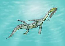 Ceresiosaurus httpsuploadwikimediaorgwikipediacommonsthu