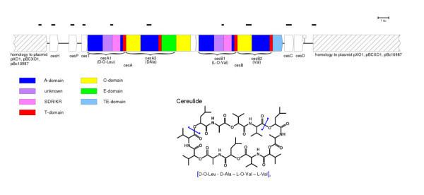 Cereulide Biosynthetic gene cluster for cereulide synthesis The domain