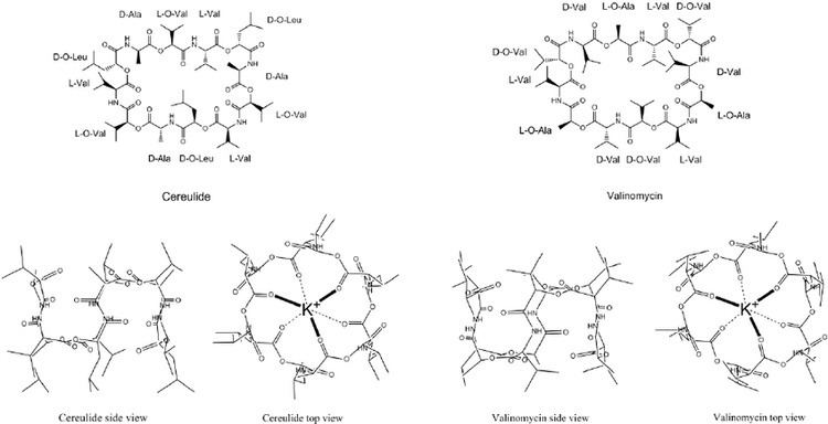 Cereulide Framework of cereulide and valinomycin Figure 1 of 1