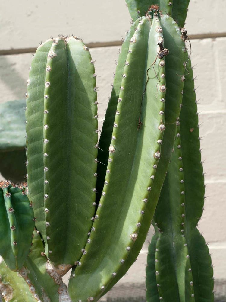 Cereus hildmannianus Cereus hildmannianus Hedge Cactus Queen of the Night World of