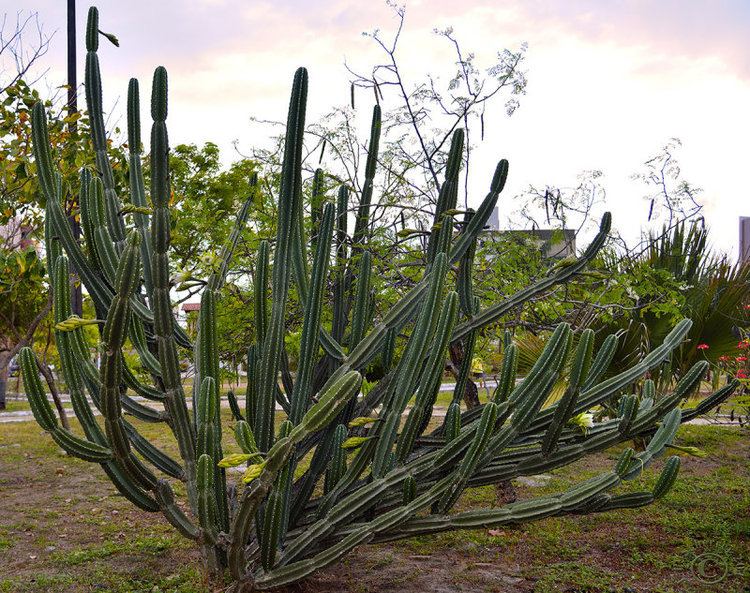 Cereus jamacaru Cactus Mandacaru Cereus Jamacaru by day photo JeanPierre