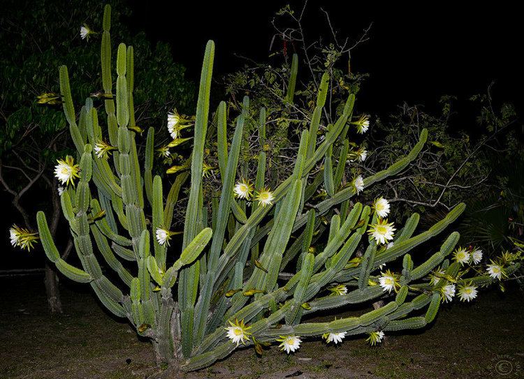 Cereus jamacaru Cactus Mandacaru Cereus Jamacaru by night photo JeanPierre