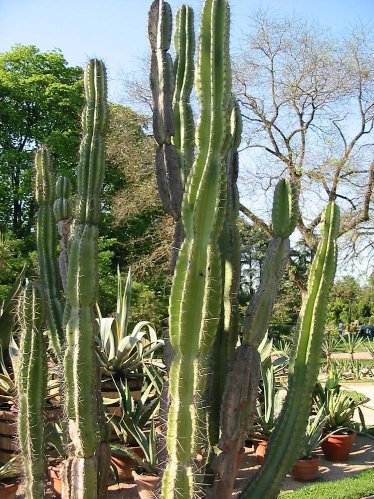 Cereus jamacaru httpsuploadwikimediaorgwikipediacommonsee