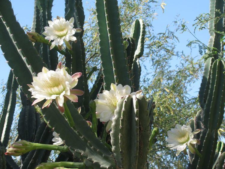 Cereus (plant) Queen of the Night The Night Blooming Cereus The Ranch