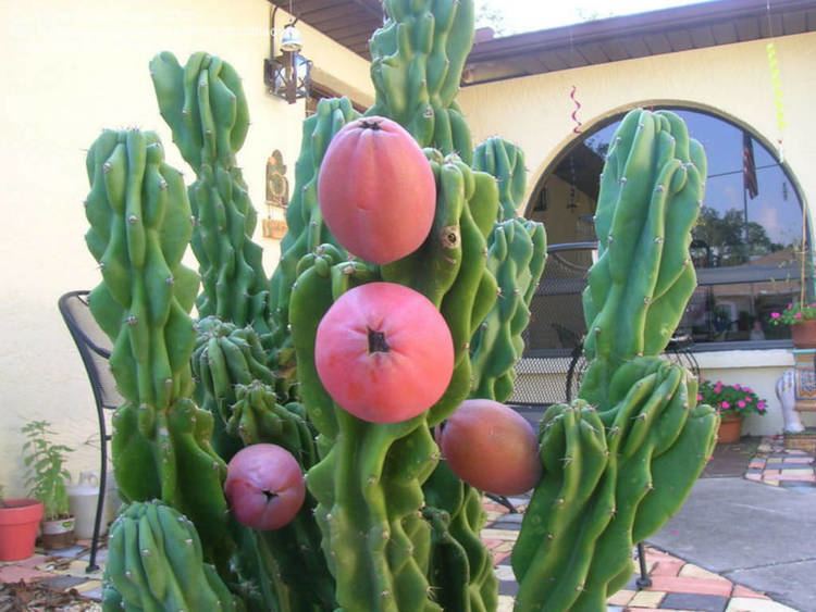 Cereus repandus Cereus repandus f monstrosa Monstrose Apple Cactus World of