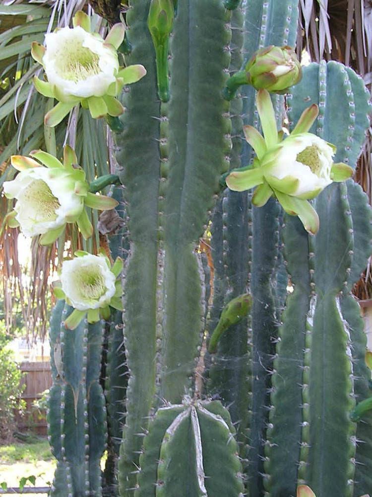 Cereus repandus Cereus repandus Peruvian Apple Hedge Cactus World of Succulents