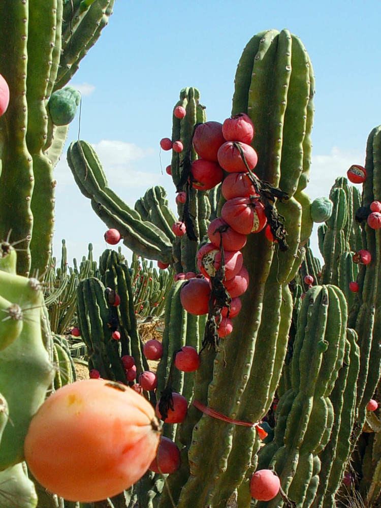 Cereus repandus Cereus repandus Peruvian Apple Hedge Cactus World of Succulents