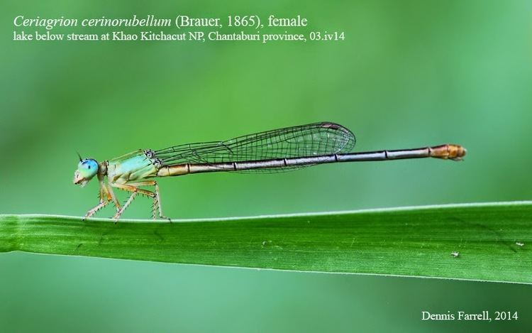 Ceriagrion cerinorubellum Dragonflies amp damselflies of Thailand 128 Ceriagrion