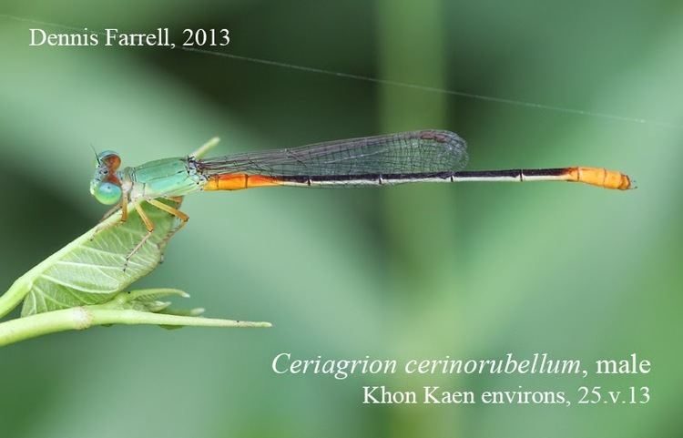 Ceriagrion cerinorubellum Dragonflies amp damselflies of Thailand 128 Ceriagrion