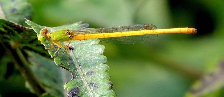 Ceriagrion coromandelianum FileCoromandel Marsh Dart Ceriagrion coromandelianumjpg