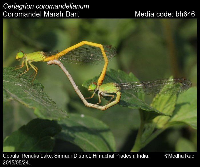 Ceriagrion coromandelianum Ceriagrion coromandelianum Coromandel Marsh Dart Odonata of India