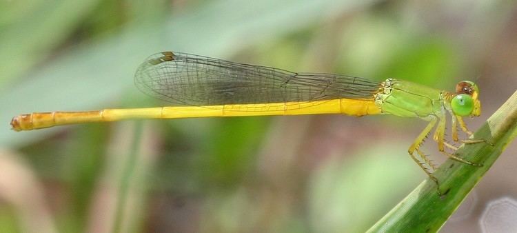 Ceriagrion coromandelianum Results All Odonata Search