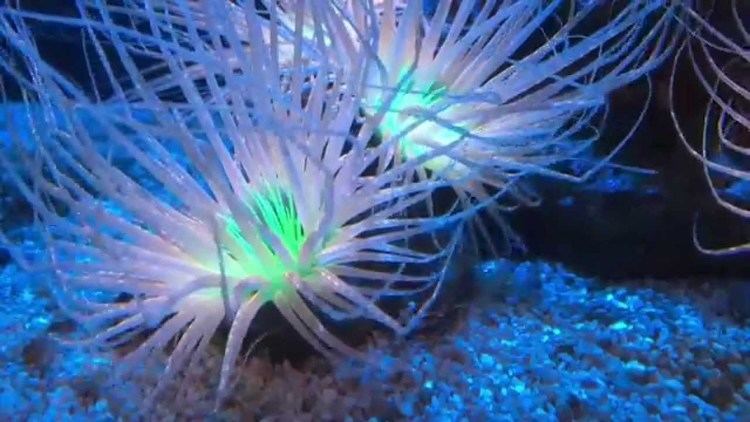 Cerianthus Glowing tube anemones Cerianthus sp YouTube