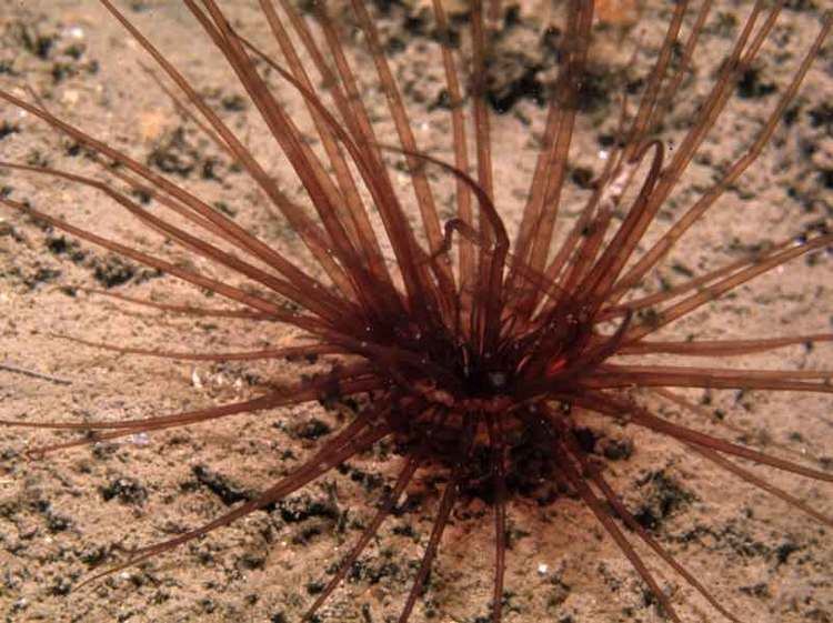 Cerianthus lloydii MarLIN The Marine Life Information Network A tube anemone