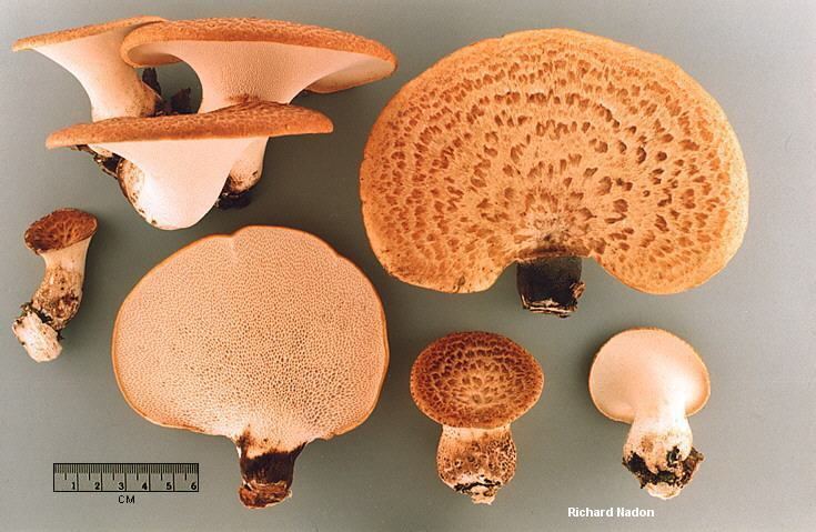 Cerioporus squamosus Polyporus squamosus MushroomExpertCom