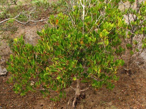 Ceriops decandra Mangroves of Australia