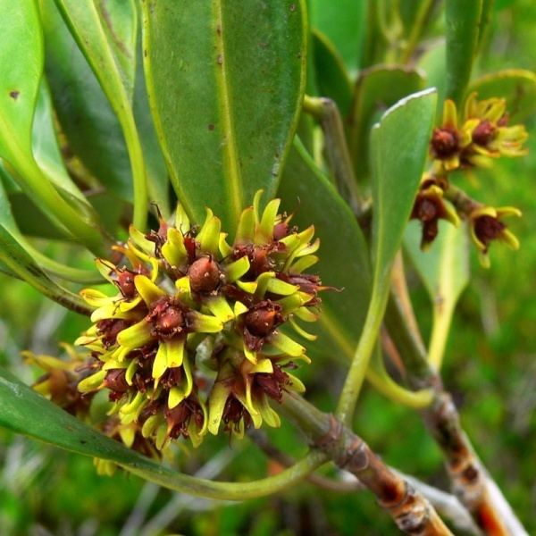 Ceriops tagal Ceriops tagal var australis Noosa39s Native Plants