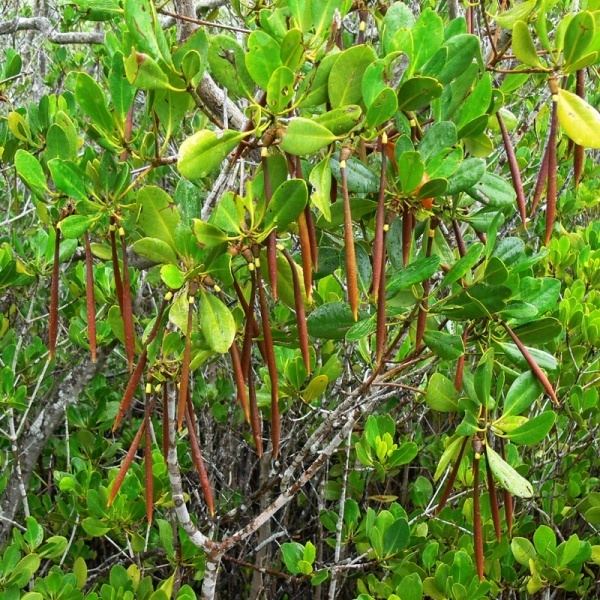 Ceriops tagal Ceriops tagal var australis Noosa39s Native Plants