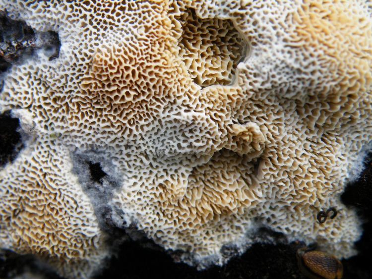 Ceriporiopsis Ceriporiopsis aneirinaRadulodon aneirinus Polypore brun Flickr