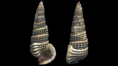 Mollusca karakteristik Mollusca: Makalah