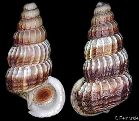 Cerithidea obtusa wwwgastropodscomShellImagesCConusCerithidea