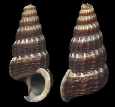 Cerithidea obtusa Cerithidea Cerithidea obtusa