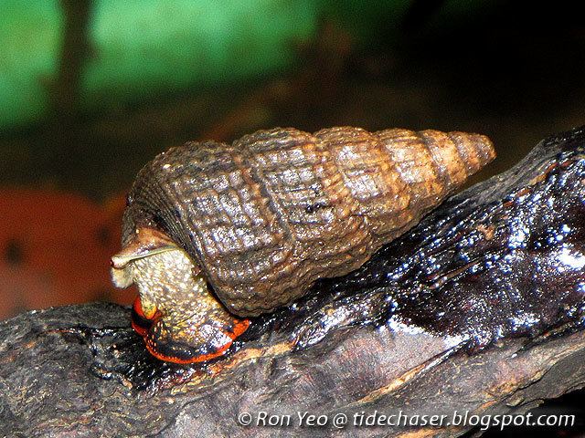 Cerithidea obtusa tHE tiDE cHAsER Horn Shells amp Creeper Snails Phylum Mollusca