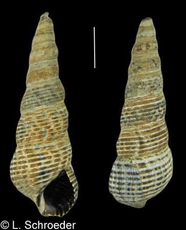 Cerithiidae Gastropods Batillariidae Cerithiidae Cerithiopsidae