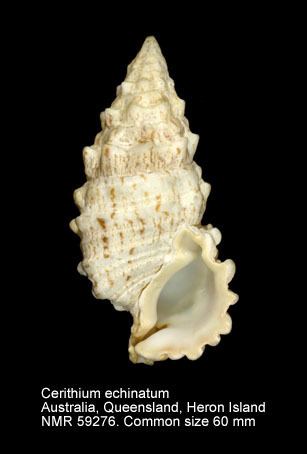 Cerithium echinatum HomeNATURAL HISTORY MUSEUM ROTTERDAM Mollusca Gastropoda