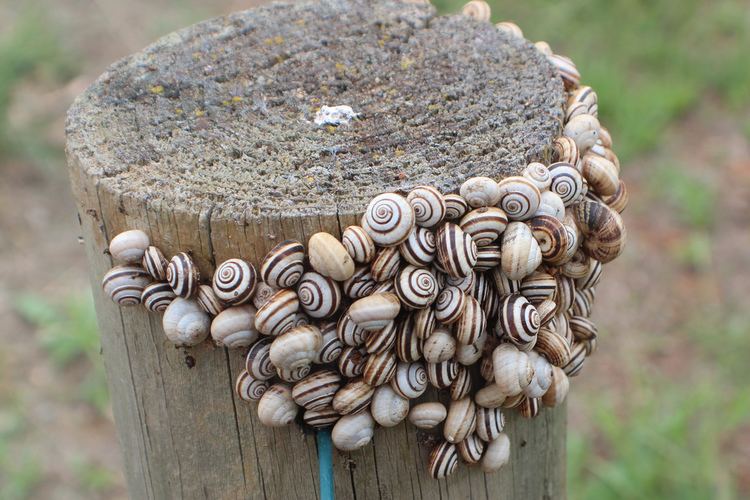 Cernuella virgata Cernuella virgata Vineyard Snail Common White Snail Mar Flickr