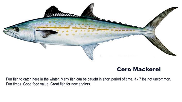 Cero (fish) Reel Patriot Charters Fishing
