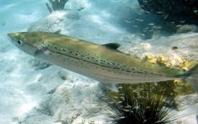 Cero (fish) Cero Mackeral Scomberomorus regalis Caribbean Fish