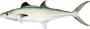 Cero (fish) Cero cero mackerel Fish Identification