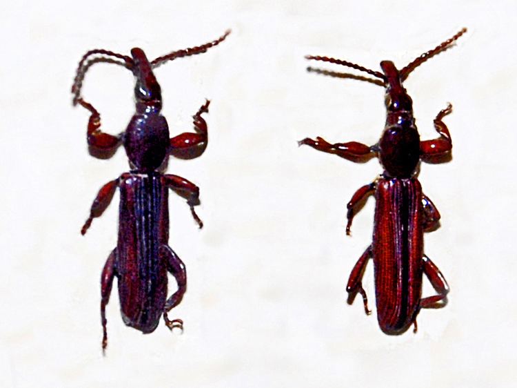 Cerobates tristriatus