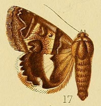 Cerocala orientalis