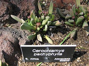 Cerochlamys httpsuploadwikimediaorgwikipediacommonsthu