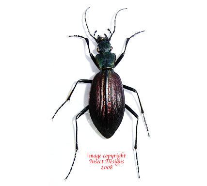 Ceroglossus Insect Designs Beetles Carabidae Ceroglossus chilensis
