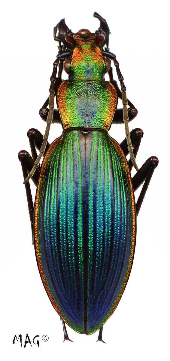 Ceroglossus Genus Ceroglossus Solier 1848 Carabidae