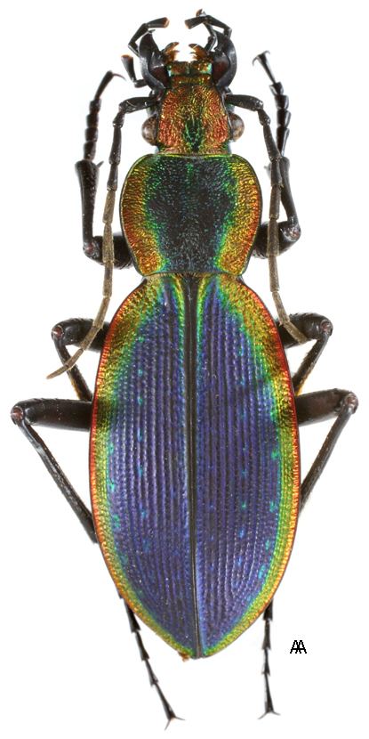 Ceroglossus chilensis Ceroglossus chilensis Eschscholtz 1829 Carabidae