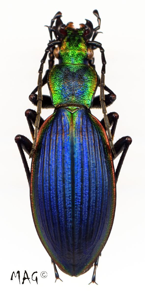 Ceroglossus chilensis Genus Ceroglossus Solier 1848 Carabidae