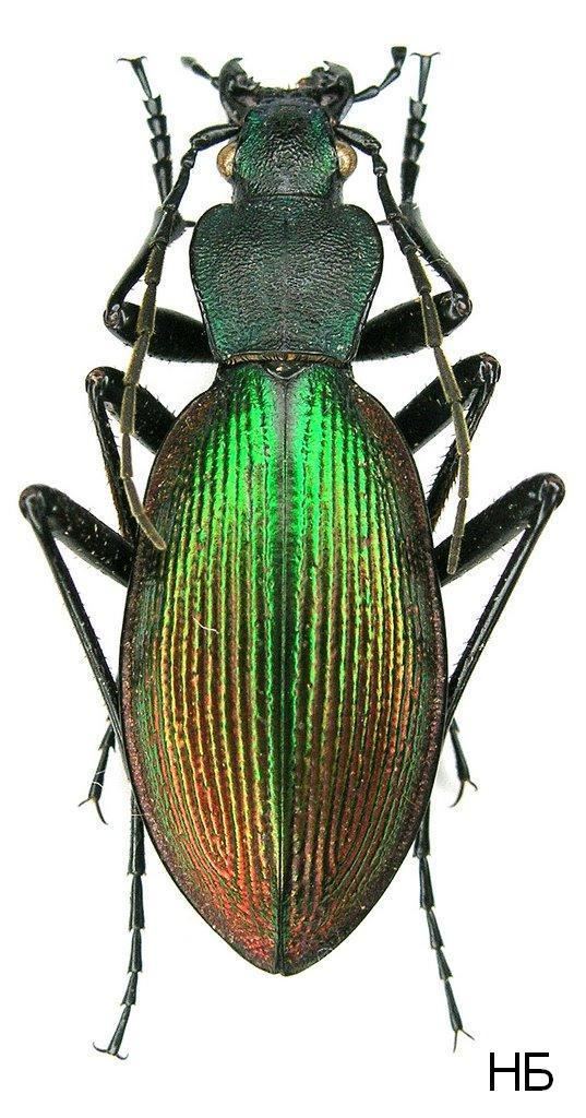 Ceroglossus Genus Ceroglossus Solier 1848 Carabidae
